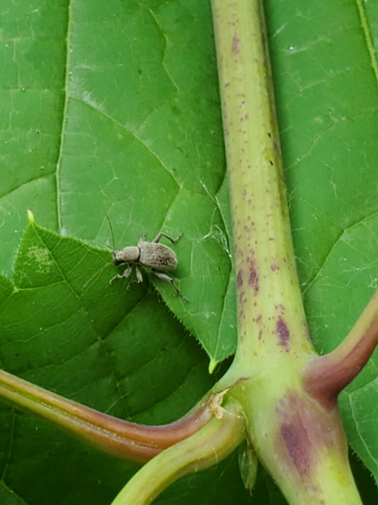 A bug on a leaf