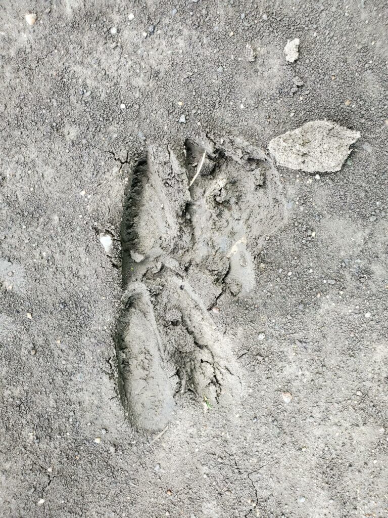 A pawprint in sand