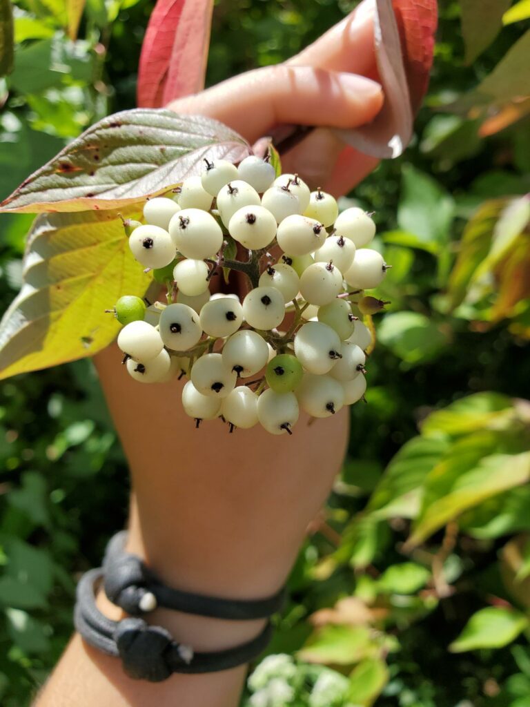 A bunch of white berries.