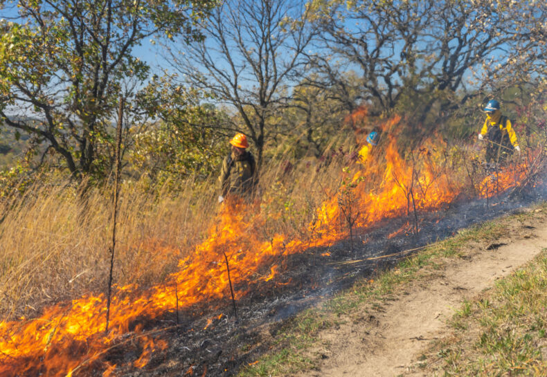 We Didn’t Start the Fire… Or Did We? Prescribed Fire vs Wildland Firefighting