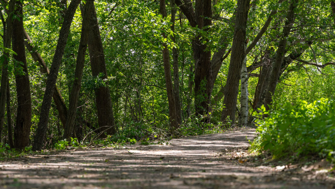 A paved path through a forest.