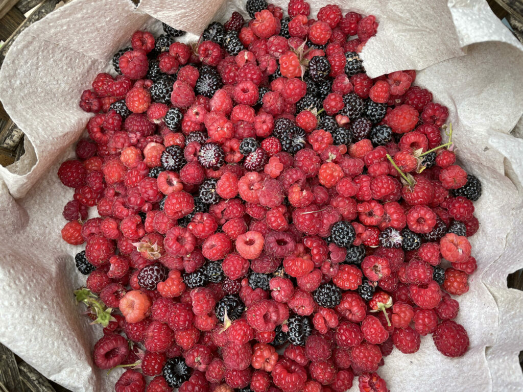 a bunch of red and black berries in a paper towel lined basket.