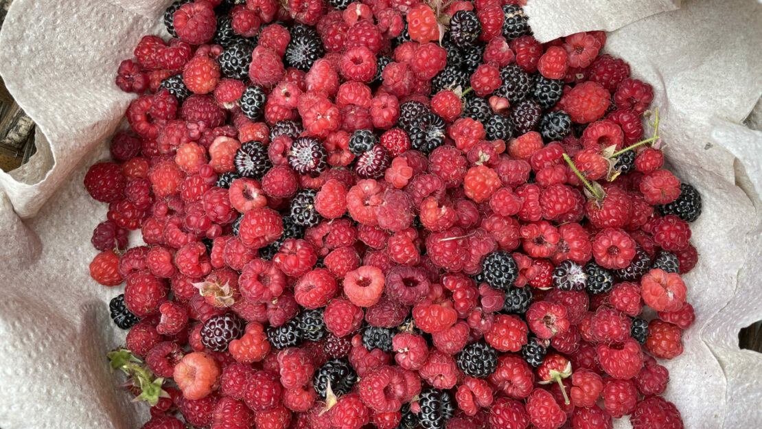 a bunch of red and black berries in a paper towel lined basket.