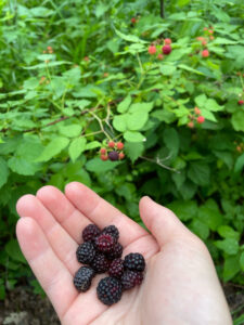 A hand holding several black berries by a bush.