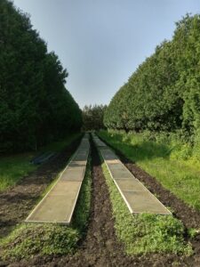 Two rows of seedlings between tall trees