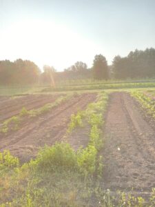 Seedlings in diirt on a sunny afternoon.