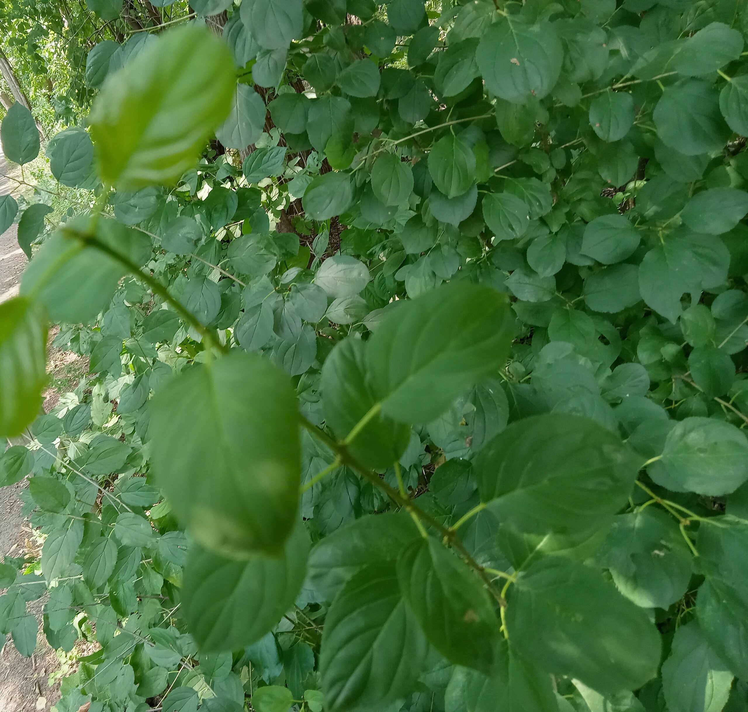 Lots of green leaves.