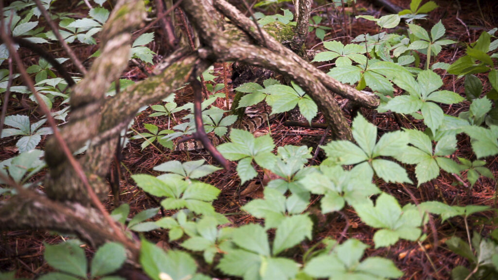 A snake in leaves on a forest floor