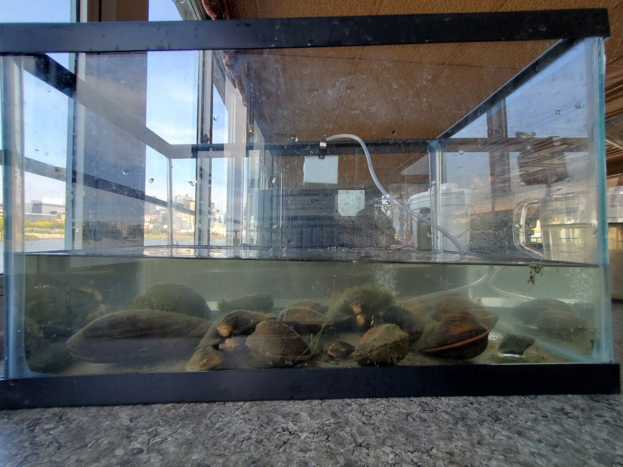 Minnesota’s Mussels Conservation Corps Minnesota & Iowa