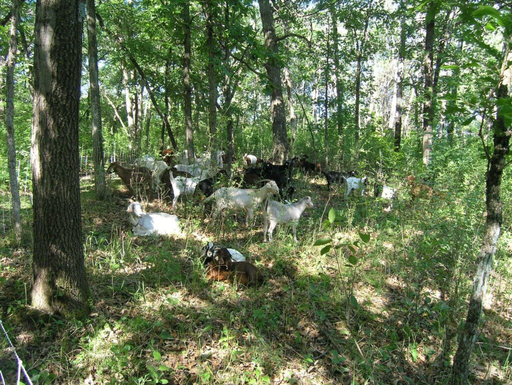 Goats in the forest.