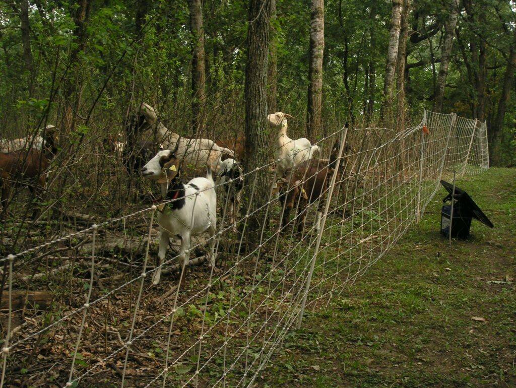 Goats eating buckthorn