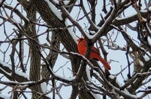 A red bird in a tree.