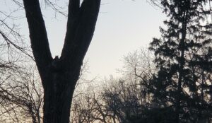A bird up in a tree in the early morning.