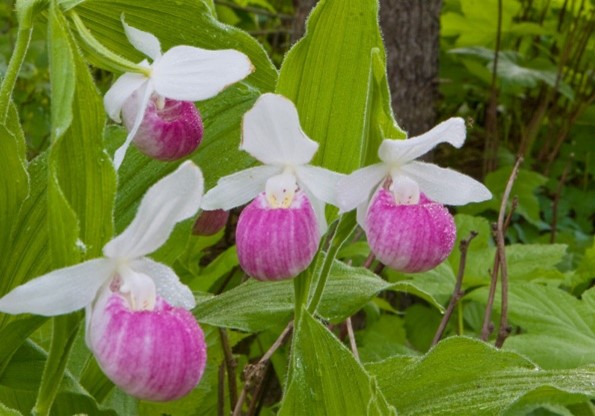 Spotlight on Minnesota’s State Flower: The Showy Lady’s Slipper