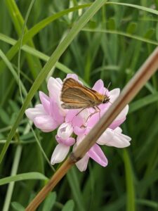 butterfly on flower.