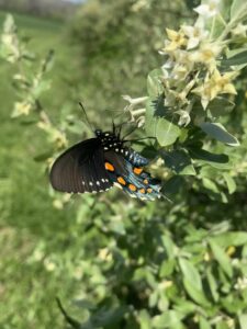 A butterfly on a bush