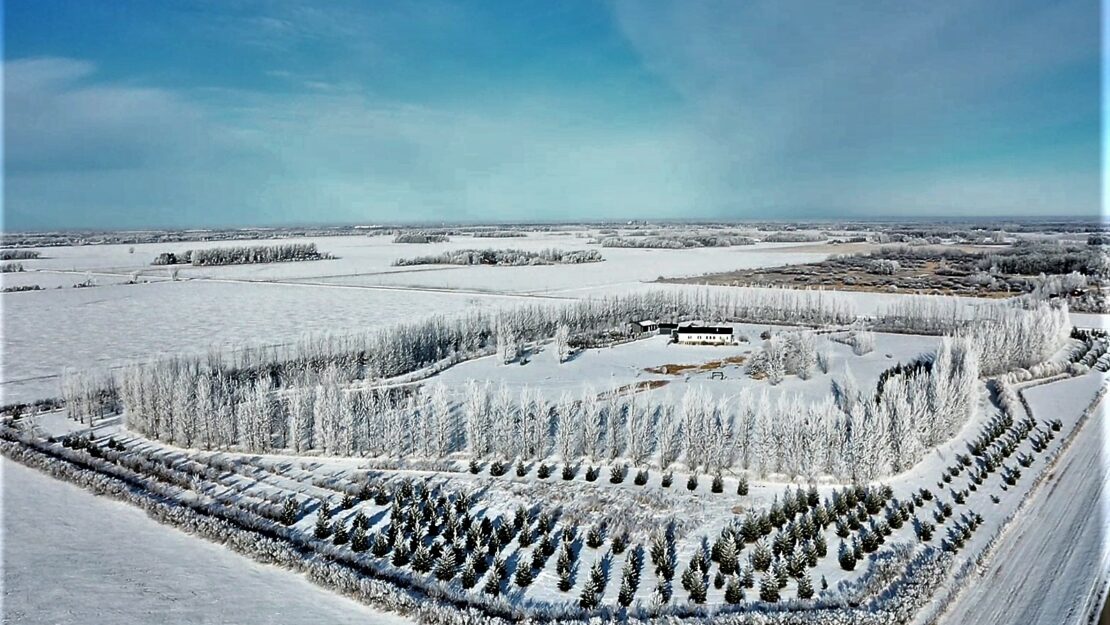 A winter landscape showing trees in a windbreak for a farm field.