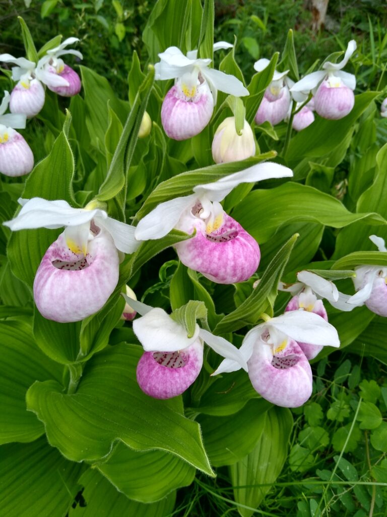 Spotlight on Minnesota's State Flower: The Showy Lady's Slipper