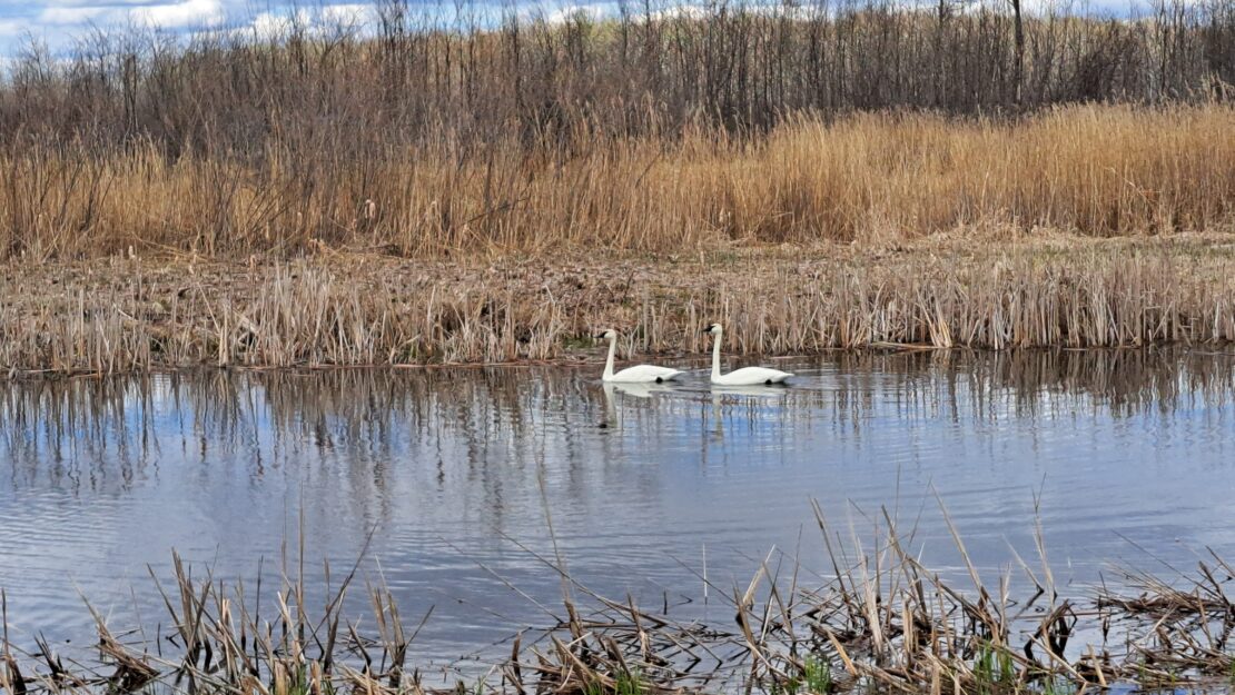Two swans in a wetland.