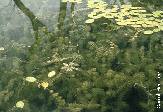 Uncovering Minnesota’s Underground Forests: A Deep Dive into Aquatic Plants
