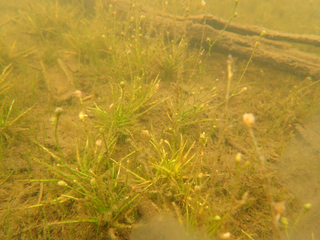 Uncovering Minnesota's Underground Forests: A Deep Dive into Aquatic Plants  – Conservation Corps Minnesota \u0026 Iowa, image size:1024x768