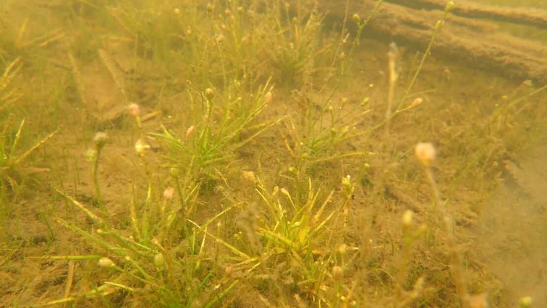 underwater plants