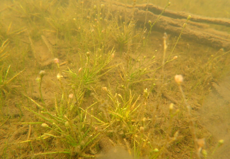 Uncovering Minnesota’s Underground Forests: A Deep Dive into Aquatic Plants