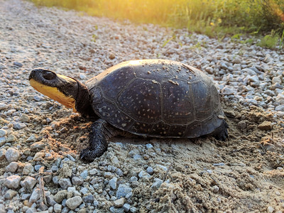 A look at local (MN) turtles for World Turtle Day.