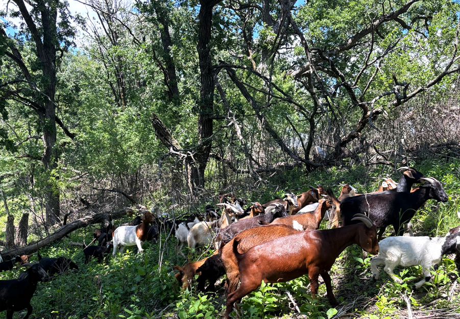 Goats climbing on a brushy forested slope