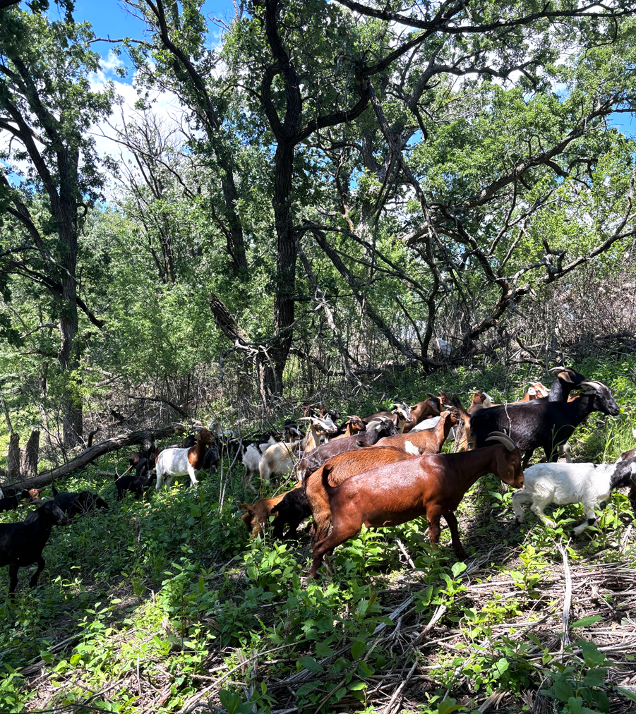 Goats climbing on a brushy forested slope