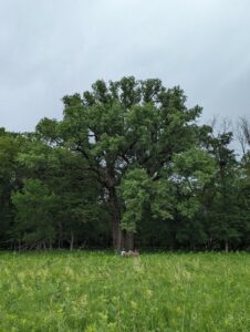 A big tree