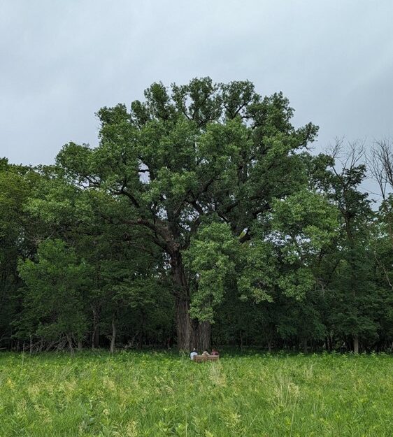 A big tree