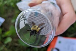 A bee in a cup