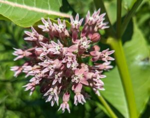 Pink flowers