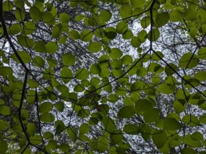 Leaves on branches