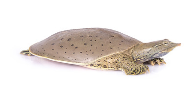 A flat soft turtle.