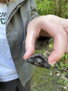 Someone holding a tiny turtle