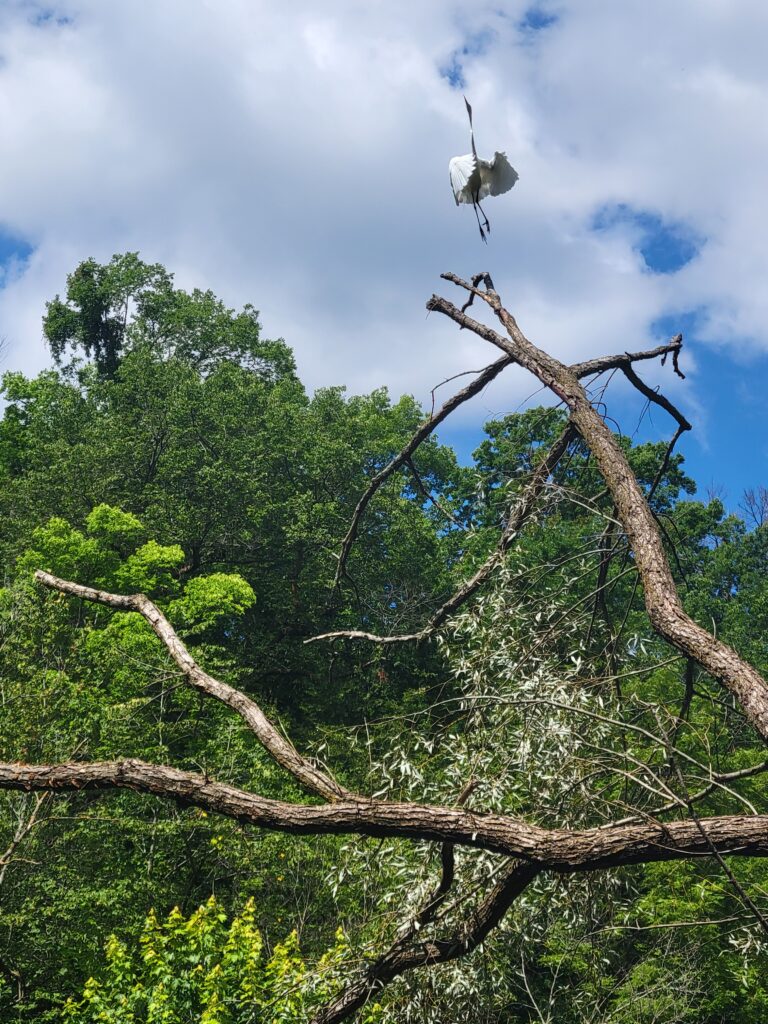 Large bird taking off from tree.