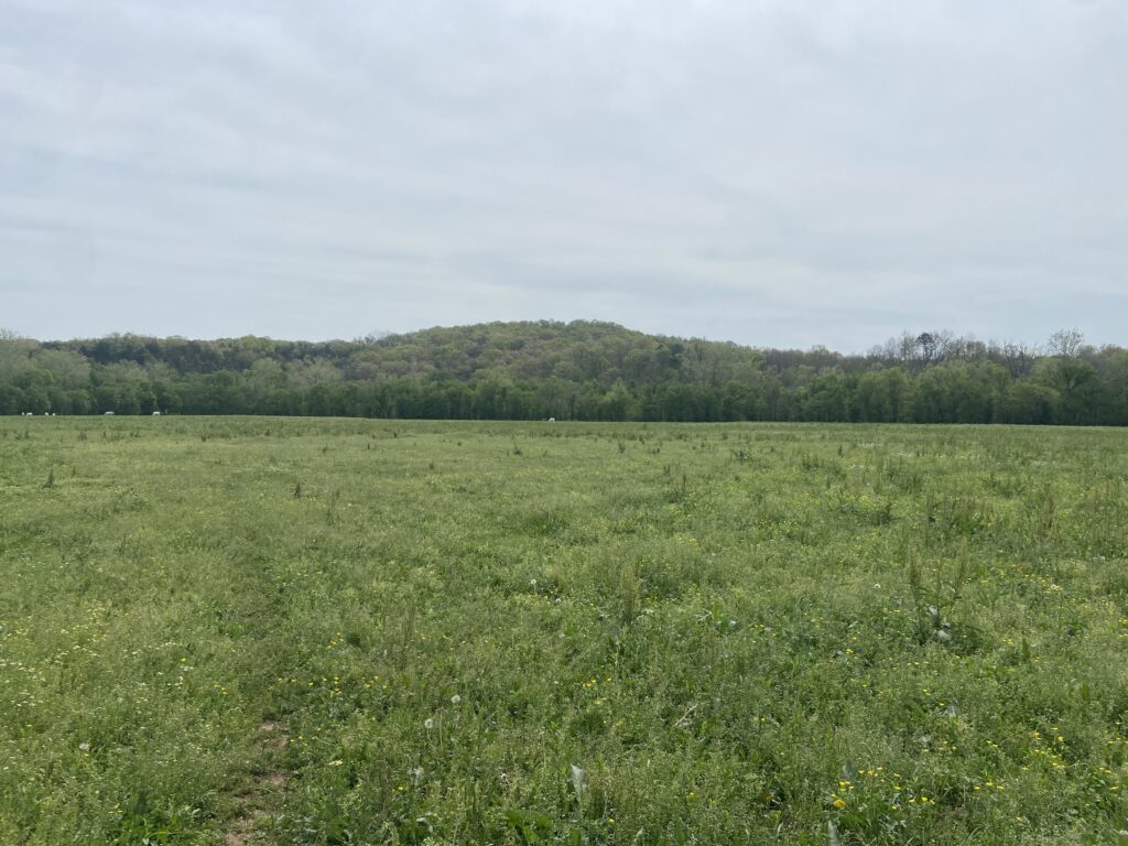 Horse in the far distance of a field.