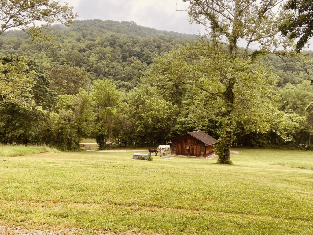 a group of horse standing around a wooden building in a field with a forested bluff in the background.