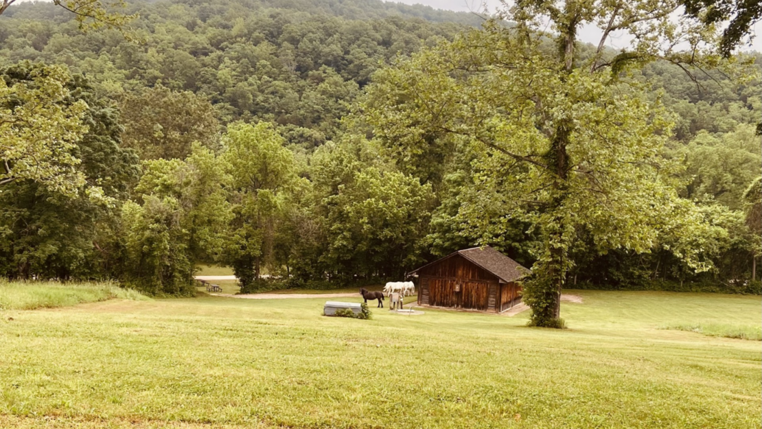 a group of horse standing around a wooden building in a field with a forested bluff in the background.