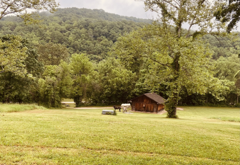 The Wild Horses of the Ozarks