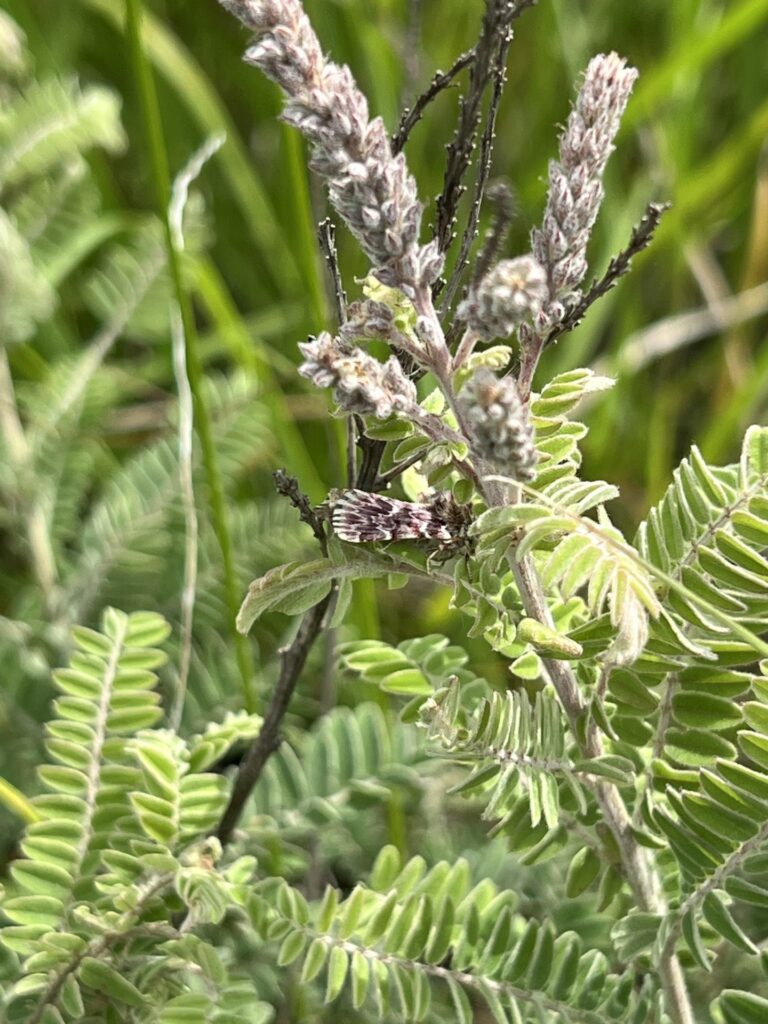 A green plant with a very well camouflaged insect.