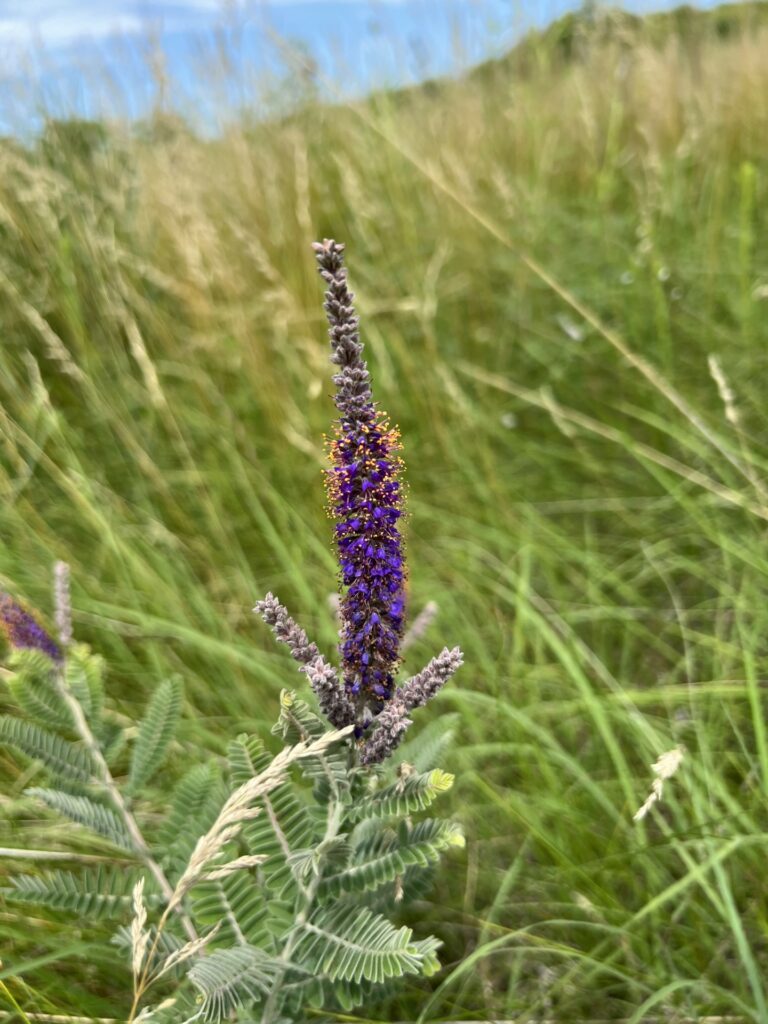 A purple flower in a prairie