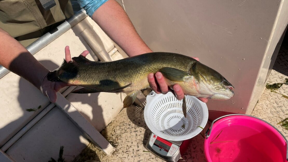 A fish being held.