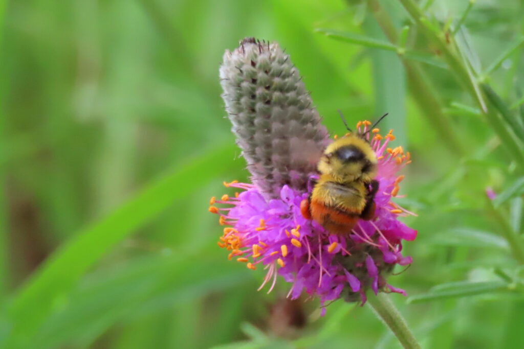 Bumblebee on a flowering purple plant. 