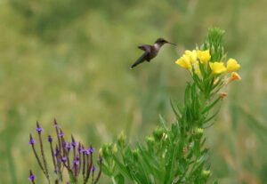 An emerald-colored hummingbird approaches a yellow cluster of flowers.