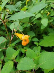 A small orange flower