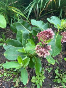 a green plant with pink flowers