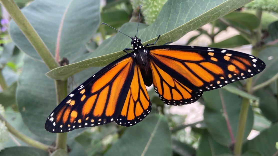 An orange and black butterfly